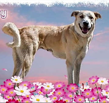Photo of Joy/ADOPTED!