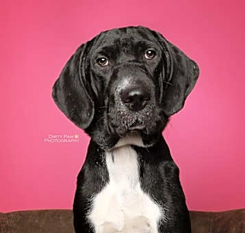 Photo of Ruby