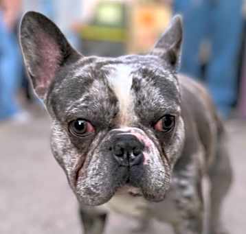 Photo of Buddy IN SAN DIEGO