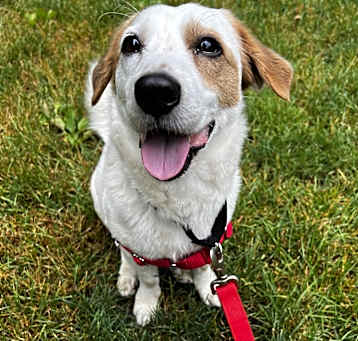 Photo of Champ