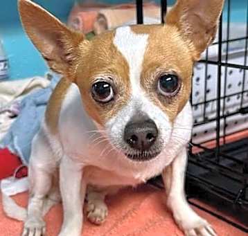 Photo of Missy