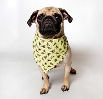 Photo of Paso *special needs*