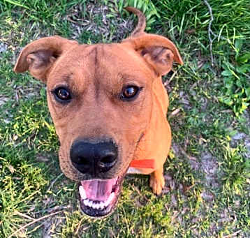Photo of Petey (Peg-TN)