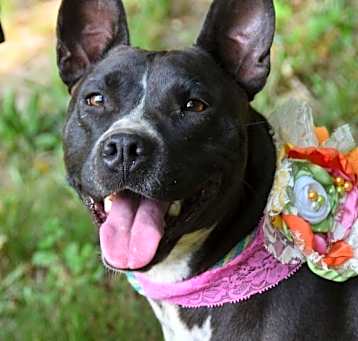 Photo of Binti (Scott-TN)