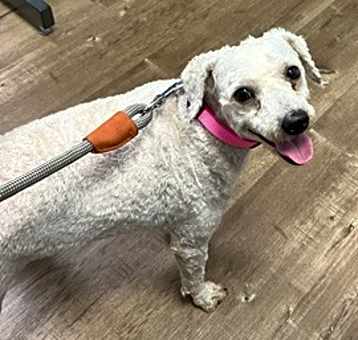 Photo of Pinky - Courtesy post