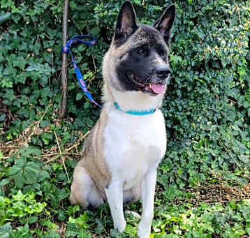 Photo of Sable