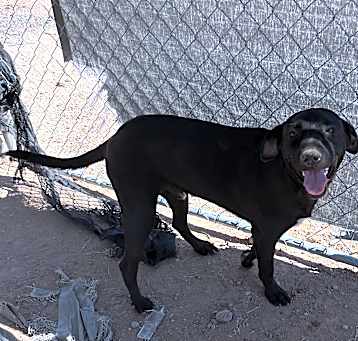 Photo of Coated black xolo