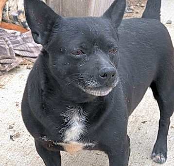 Photo of Toby