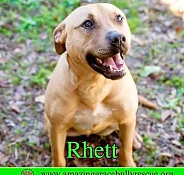 Photo of Rhett