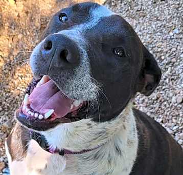 Photo of Rosco