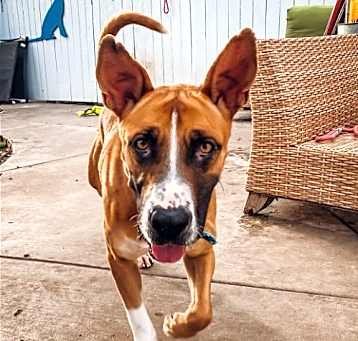 Photo of Wilbur *Courtesy Post*