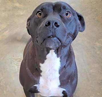 Photo of Raven