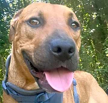 Photo of Gilligan (aka Boss Man)