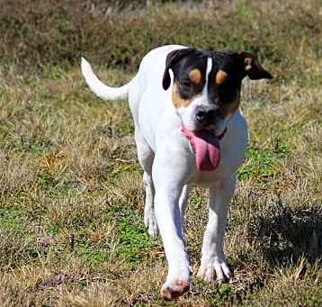 Photo of Tess (Buckmaster)