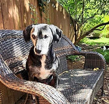 Photo of Chickie