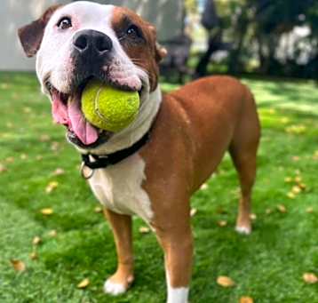 Photo of Chance