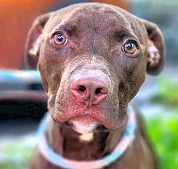 Photo of Chocolate Shake(Coco)