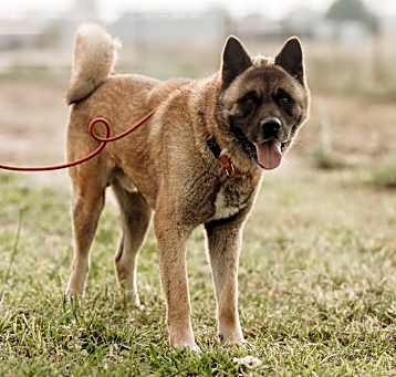 Photo of Archie