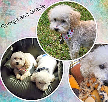 Photo of Adopted!! George & Gracie - OK