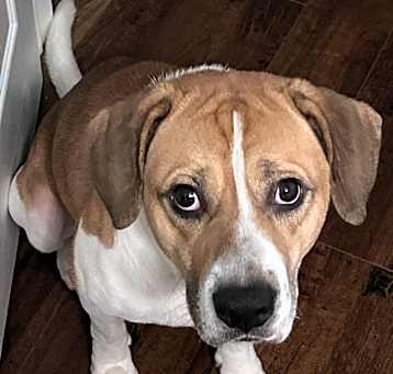 Photo of Mango