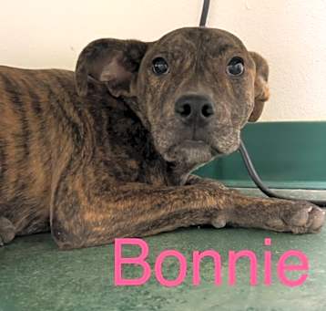 Photo of Bonnie