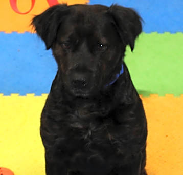 Photo of Buddy