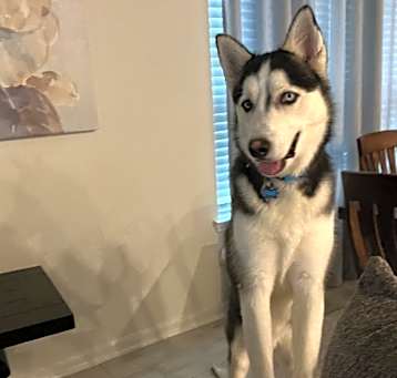 Photo of Blue