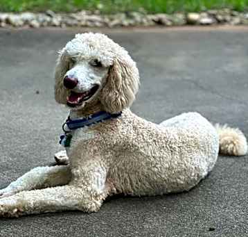Photo of MILO
