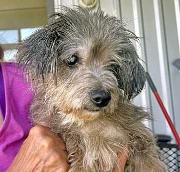 Photo of Beauregard
