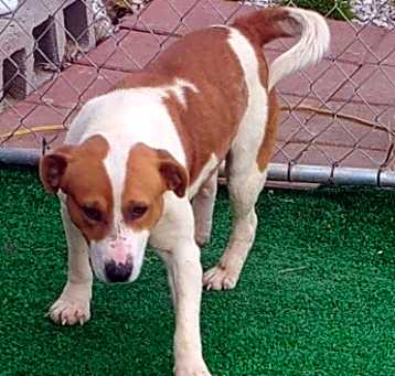Photo of Bruno