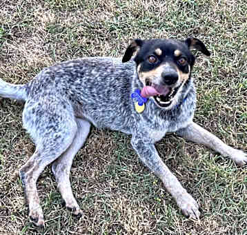 Photo of Rigby!