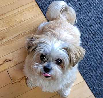 Photo of Buddy