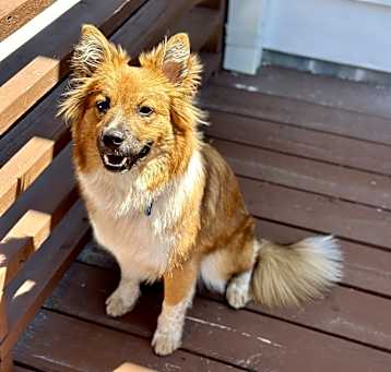 Photo of Eevee