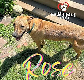 Photo of Castaways Litter: Rose
