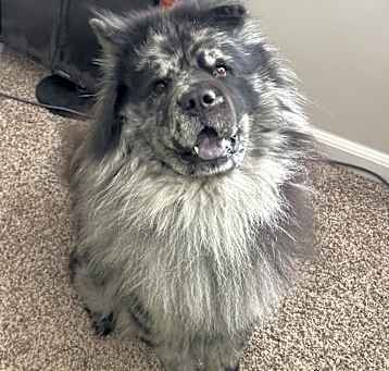 Photo of Koda 