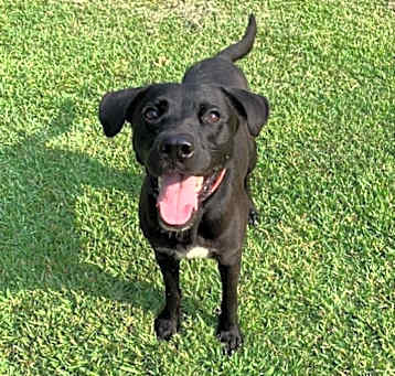 Photo of Milo