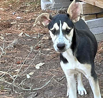 Photo of Maizey