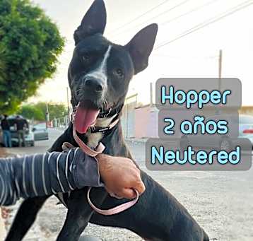 Photo of Hopper