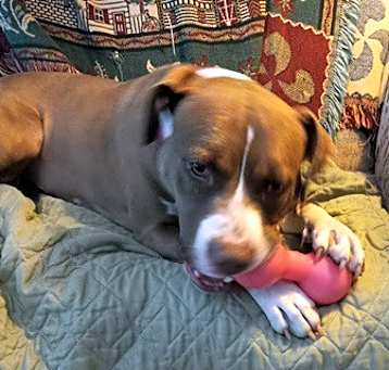 Photo of Willow