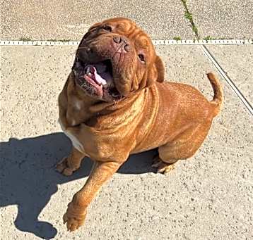 Photo of Manji