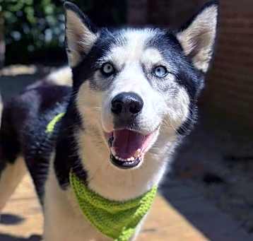 Photo of Meeko