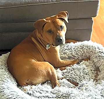 Photo of Marley