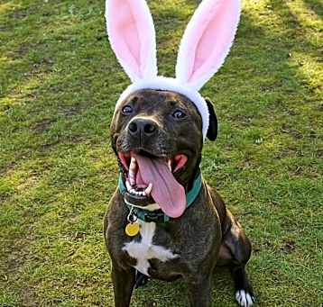 Photo of Logan - AVAILABLE