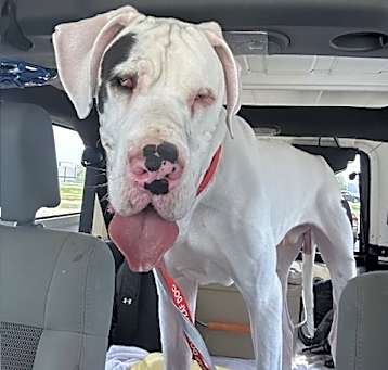 Photo of Patch (23-063)
