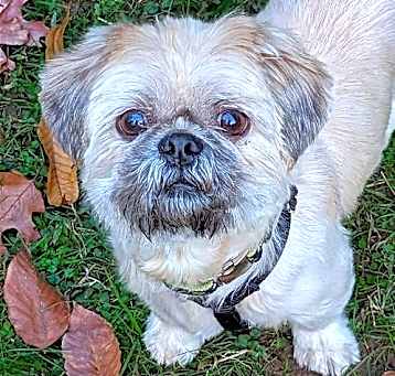 Photo of Teddy