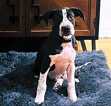 Photo of Samson (CL 2023)