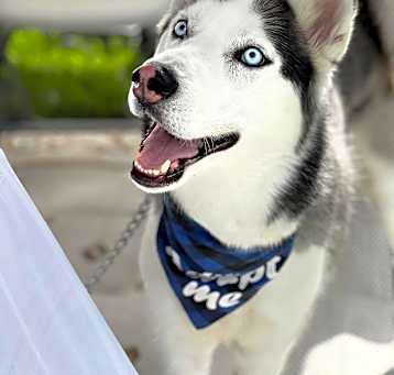 Photo of Dasher