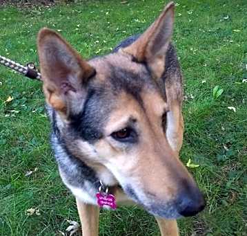 Photo of Jasmine