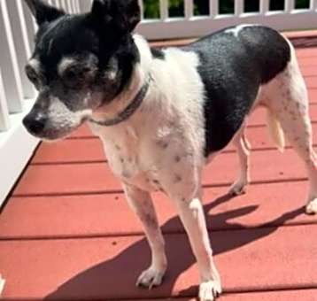 Photo of Penny/Little Bit