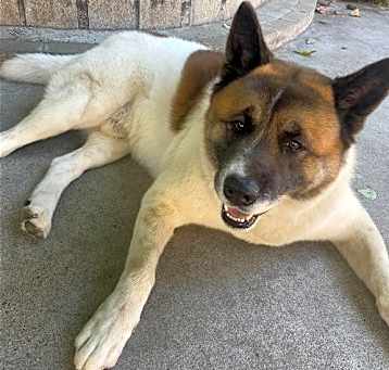 Photo of **Kuma**